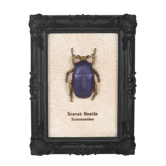 Scarab Beetle Framed Wall Art Print